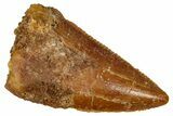 Bargain Raptor Tooth - Real Dinosaur Tooth #332892-1